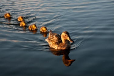 Get Your Bookkeeping Ducks In A Row From The Get Go