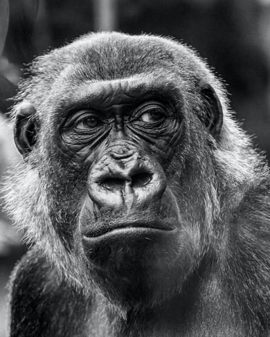 Bad business idea: Gorilla cuts
